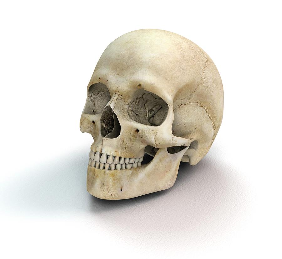 Габсбургская челюсть череп. Череп 5 лет