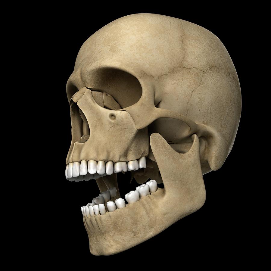 Human skull bones - Stock Image - C019/8342 - Science Photo Library