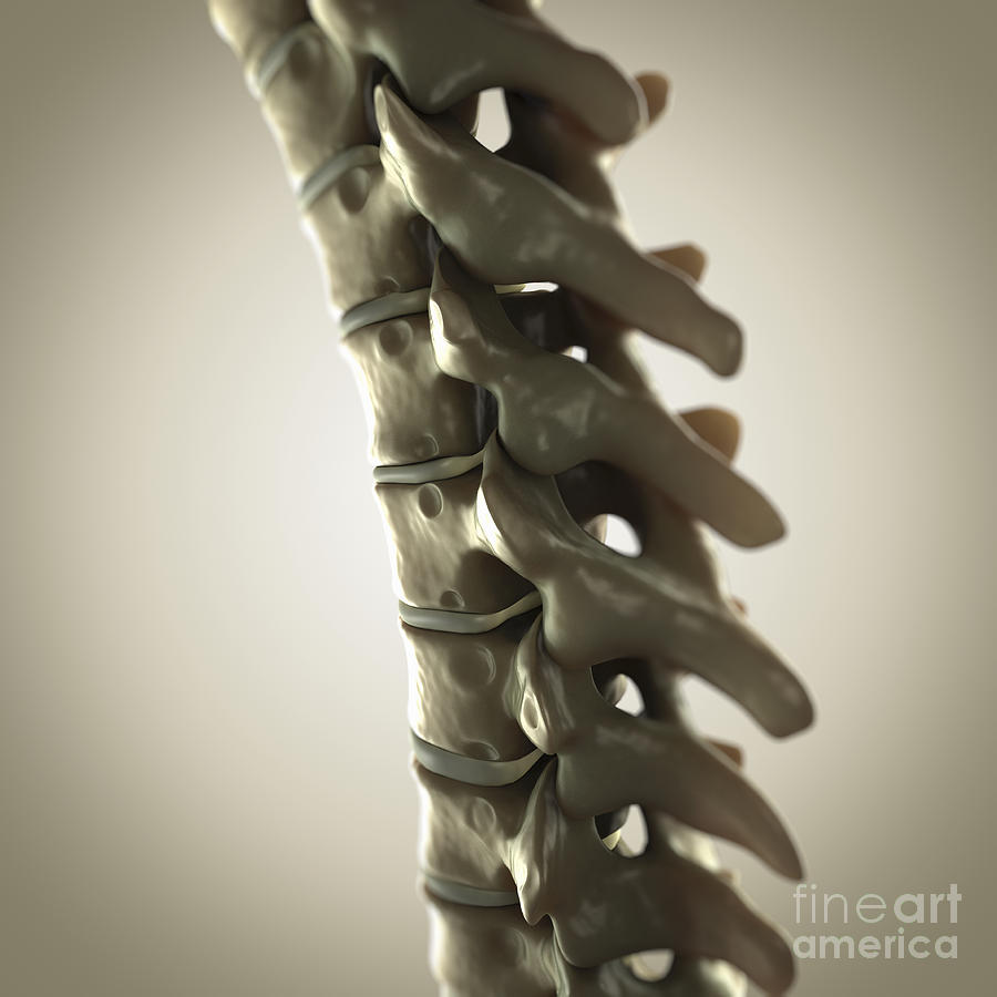 Human Spinal Bones Photograph by Science Picture Co | Pixels