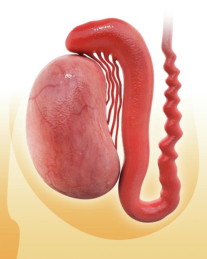 Testiclese Human Testicle #5 by Science Photo Library
