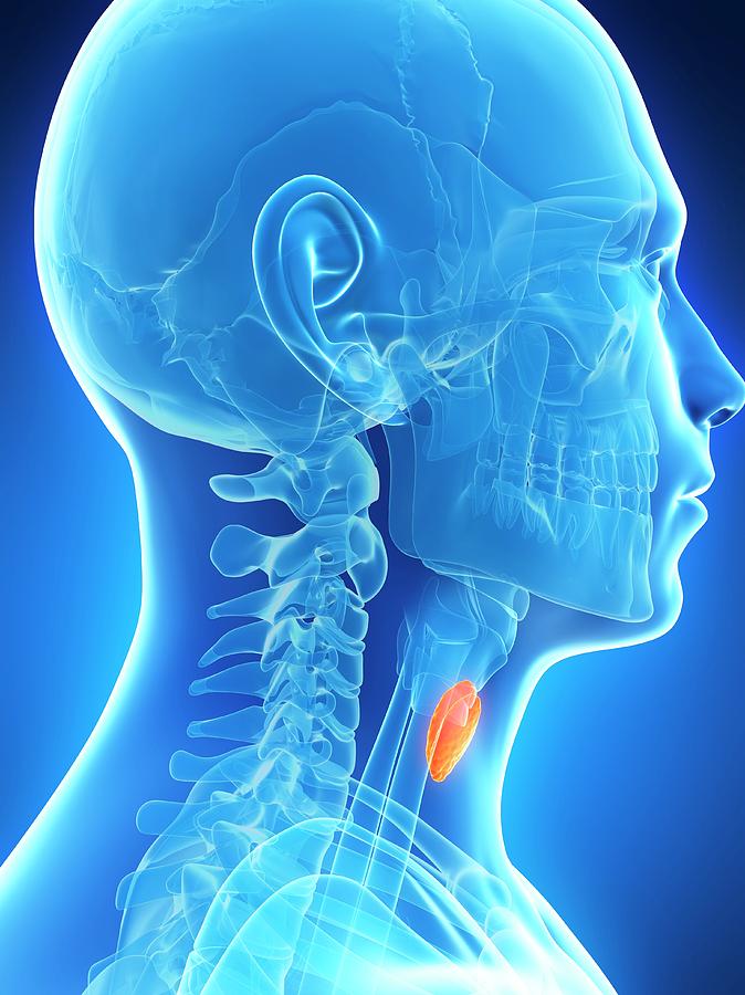 Thyroid Gland