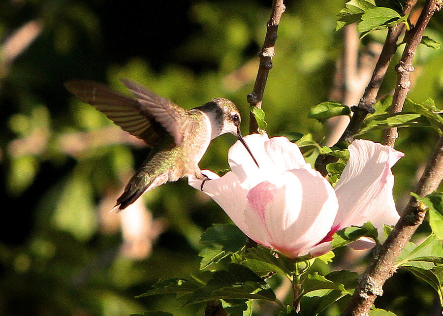 Hummingbird #5 Photograph by John Freidenberg