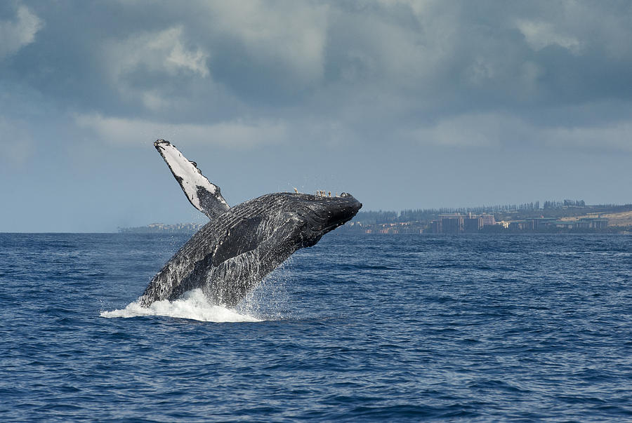 Humpback Whale Breaching Maui Hawaii #5 Photograph by Flip Nicklin Humpback Whale Breaching Maui Hawaii #5 Photograph by Flip Nicklin