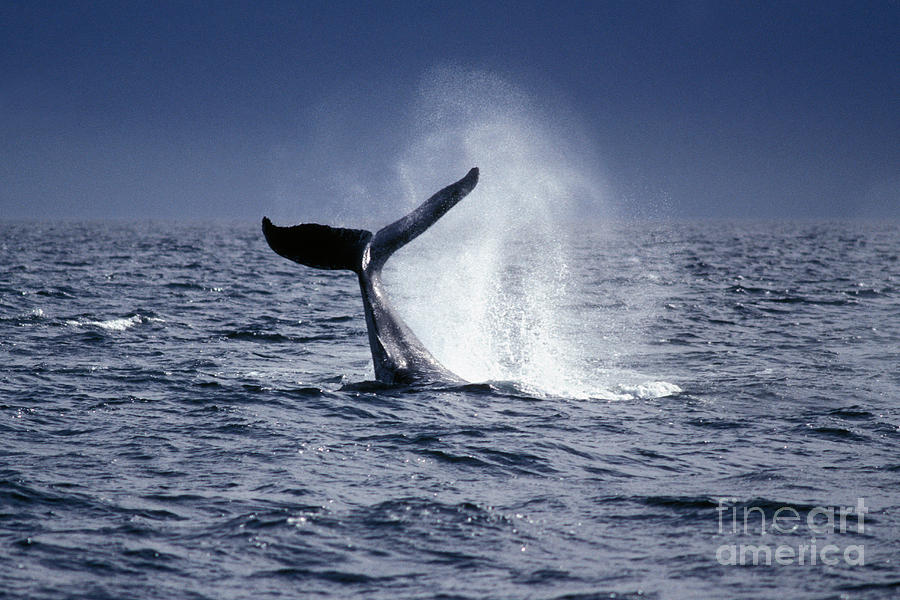 Humpback Whale Fluke #5 Photograph by Ron Sanford