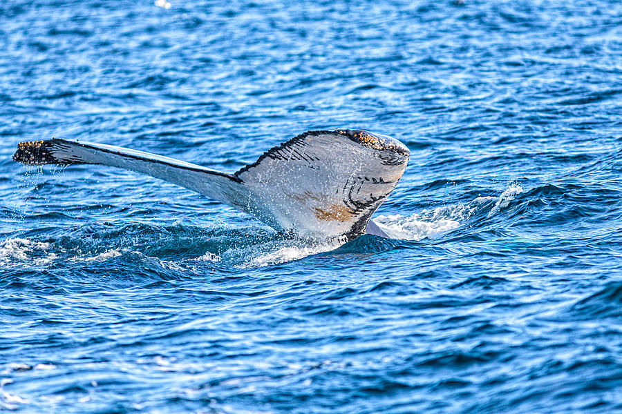 Humpback Whale Lobtailing #7 Photograph by Perla Copernik
