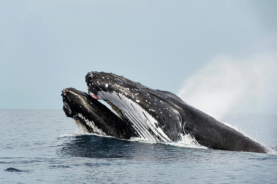 Humpback Whales #5 Photograph by Christopher Swann/science Photo Library