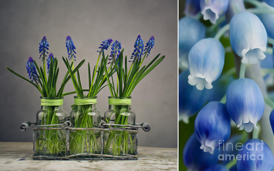 Still Life Photograph - Hyacinth Still Life #5 by Nailia Schwarz