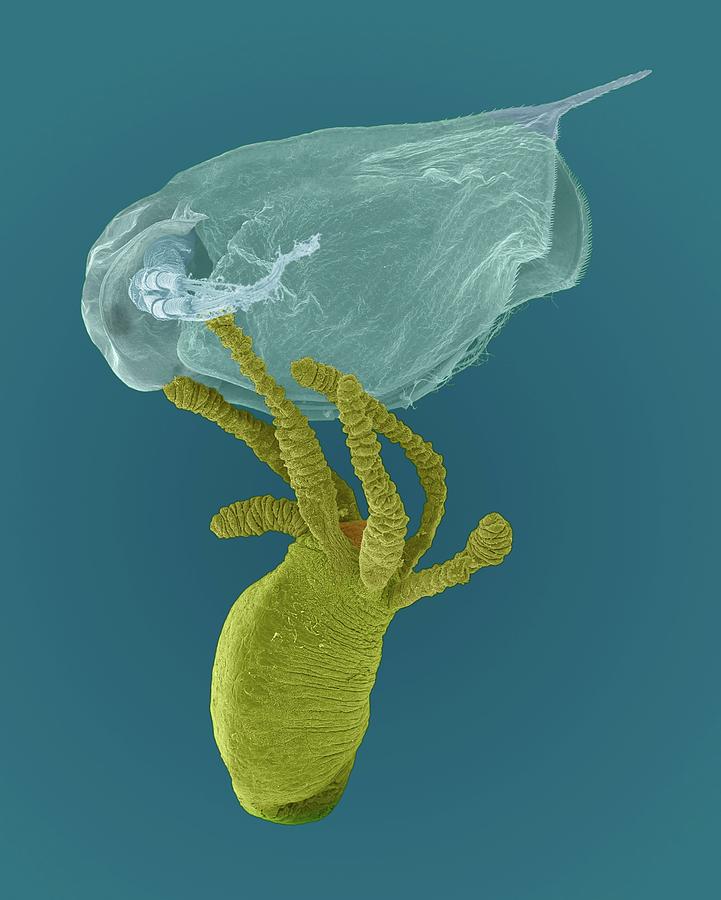 Hydra Sp. Capturing Daphnia Sp. #5 Photograph by Dennis Kunkel Microscopy/science Photo Library