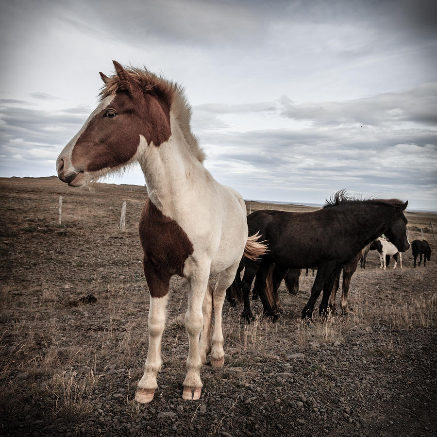 Icelandic ponies #6 Photograph by Alexey Stiop