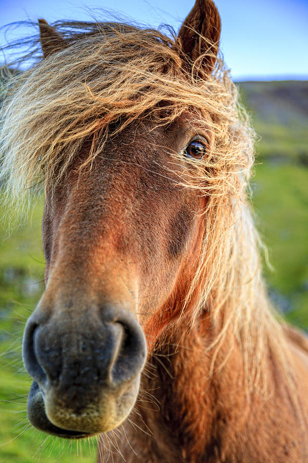 Icelandic pony #5 Photograph by Alexey Stiop