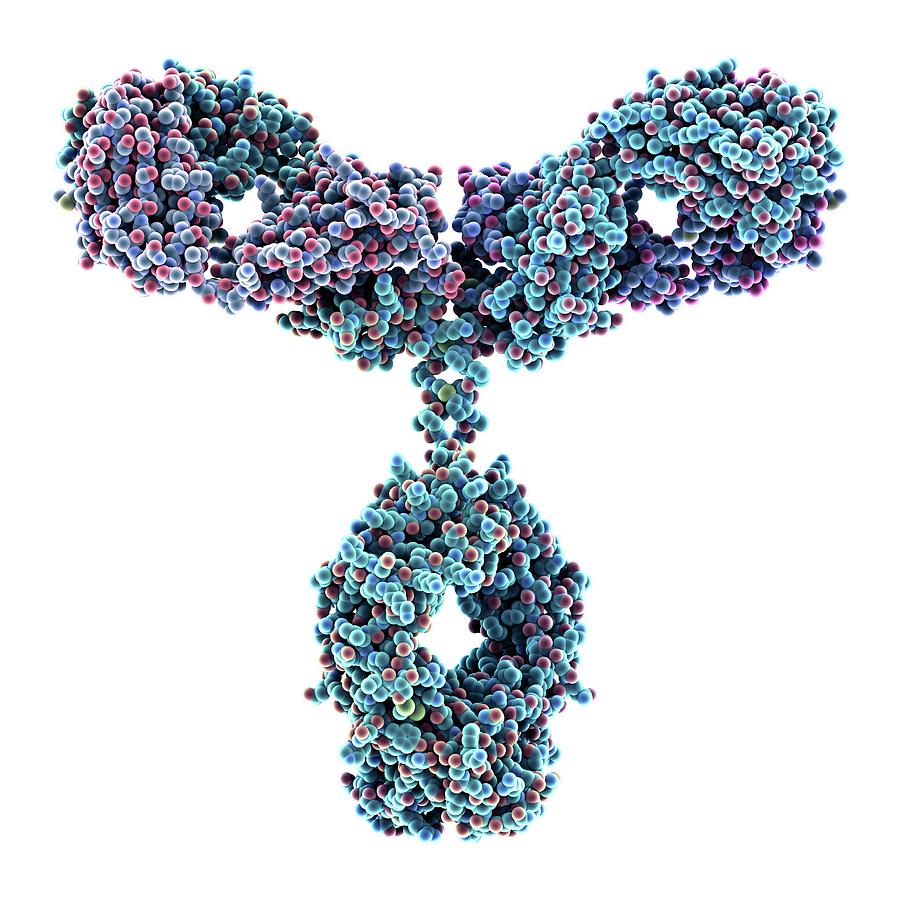 Antibodies Photograph - Immunoglobulin G Antibody Molecule #5 by Alfred Pasieka