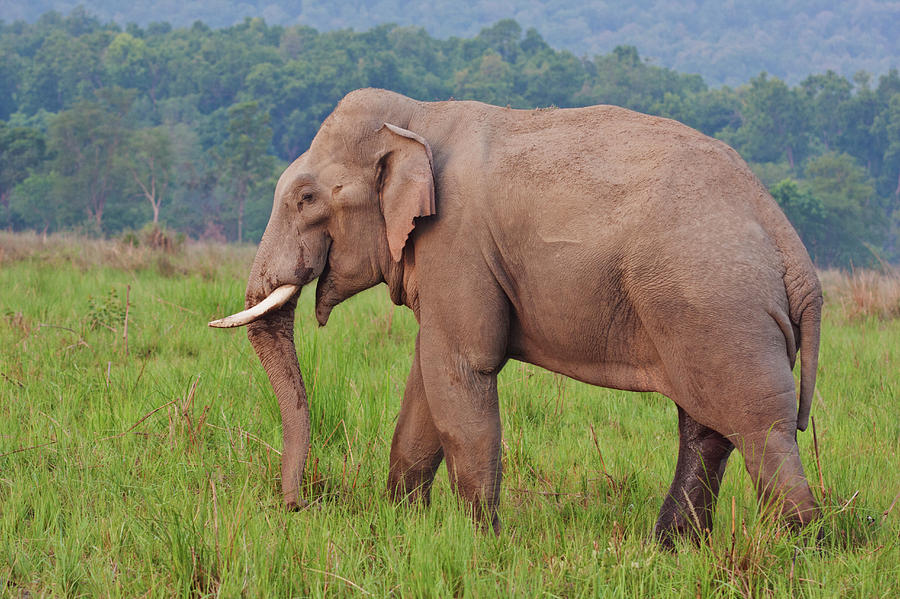 Indian Asian Elephant (tusker Photograph by Jagdeep Rajput - Pixels