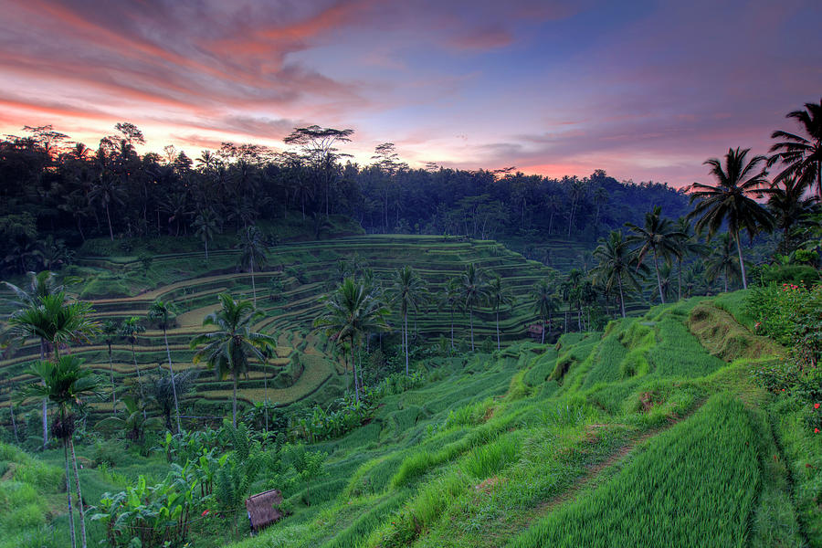 Indonesia, Bali, Rice Fields And Photograph by Michele Falzone Indonesia, Bali, Rice Fields And Photograph by Michele Falzone