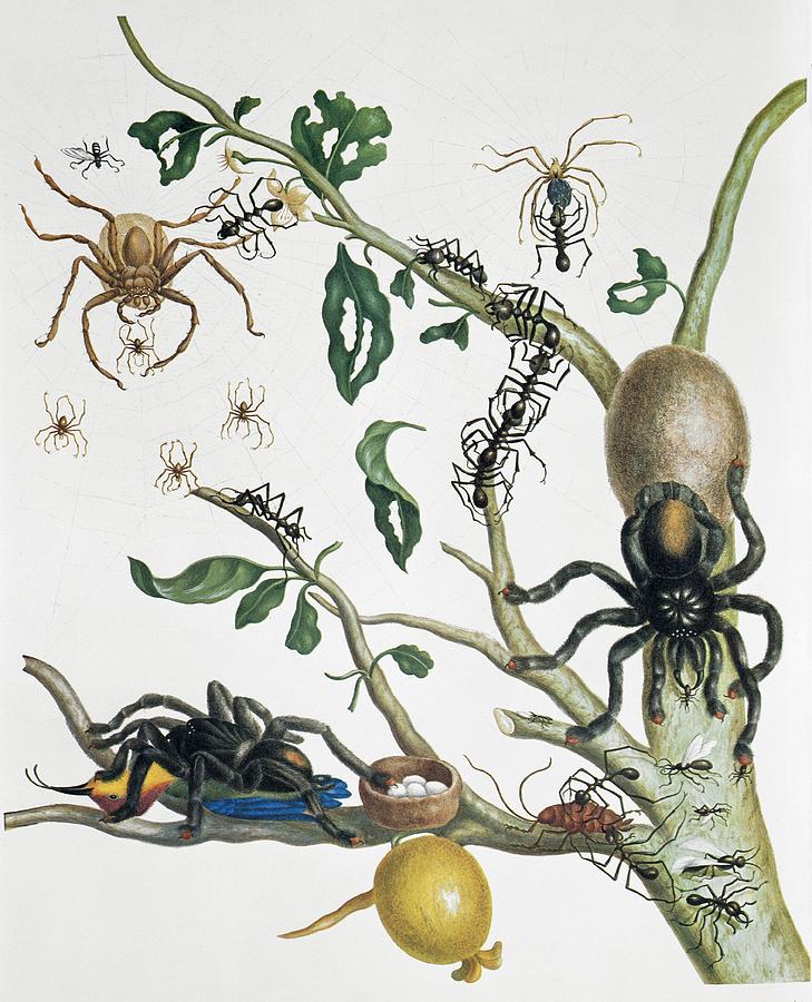 Insects of Surinam, 18th century #5 Photograph by Science Photo Library