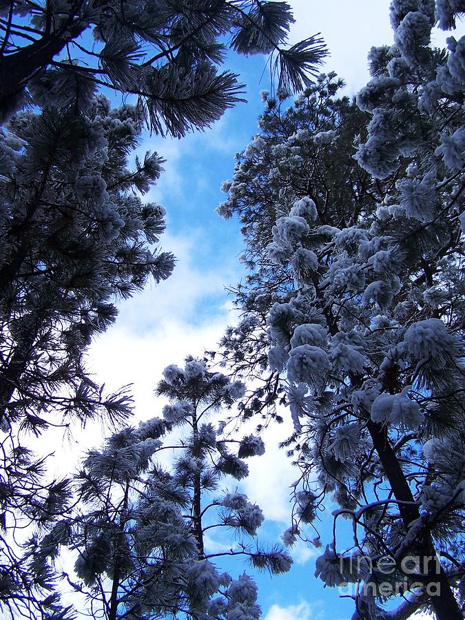 Jacob Lake Winter Photograph by Rachel Butterfield - Fine Art America