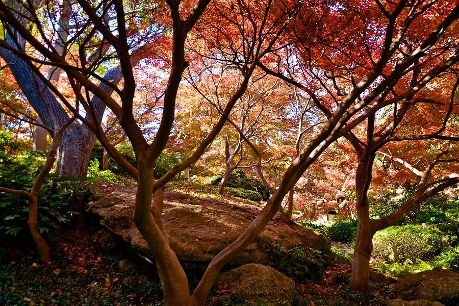 Japanese Gardens #5 Photograph by Ricardo J Ruiz de Porras