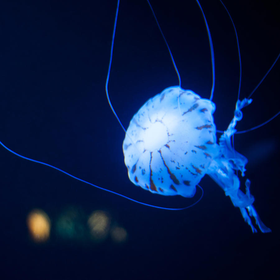 Jellyfish Square #5 Photograph by U Schade