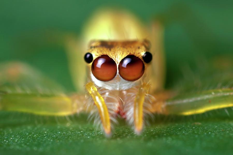 Jumping Spider Photograph by Alex Hyde