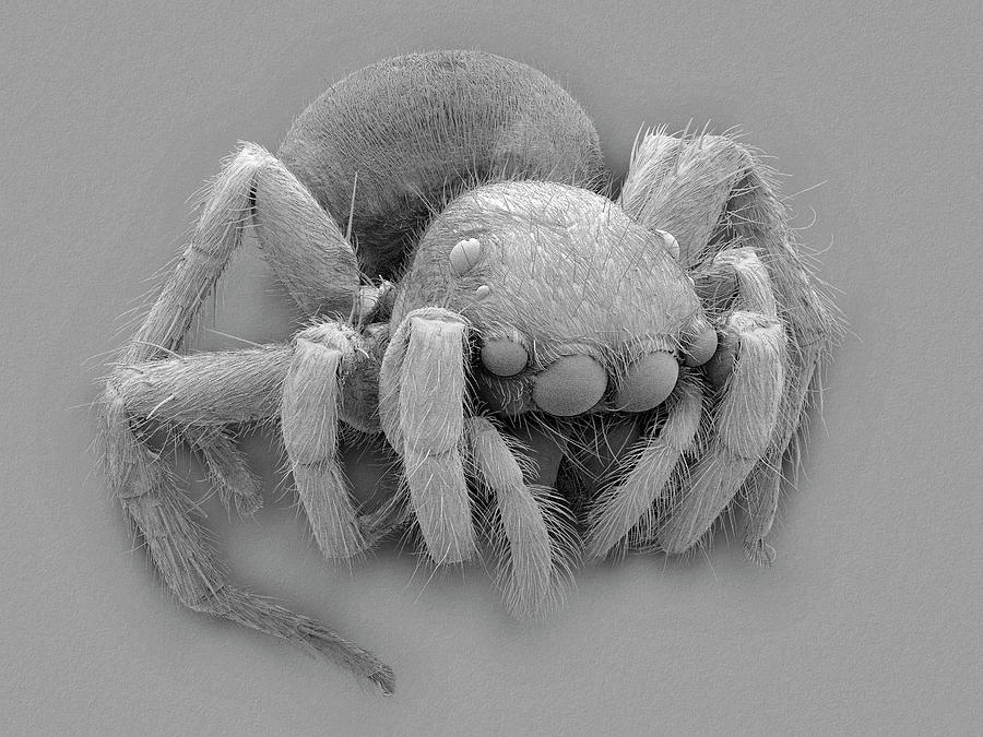 Jumping Spider (plexippus Paykulli) #5 Photograph by Dennis Kunkel Microscopy/science Photo Library