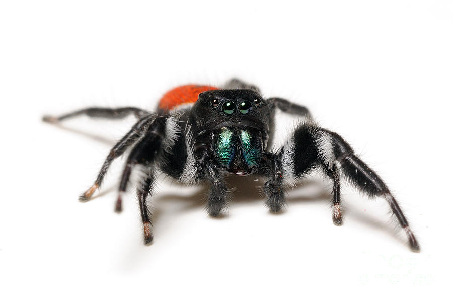 Jumping Spider #5 Photograph by Scott Linstead