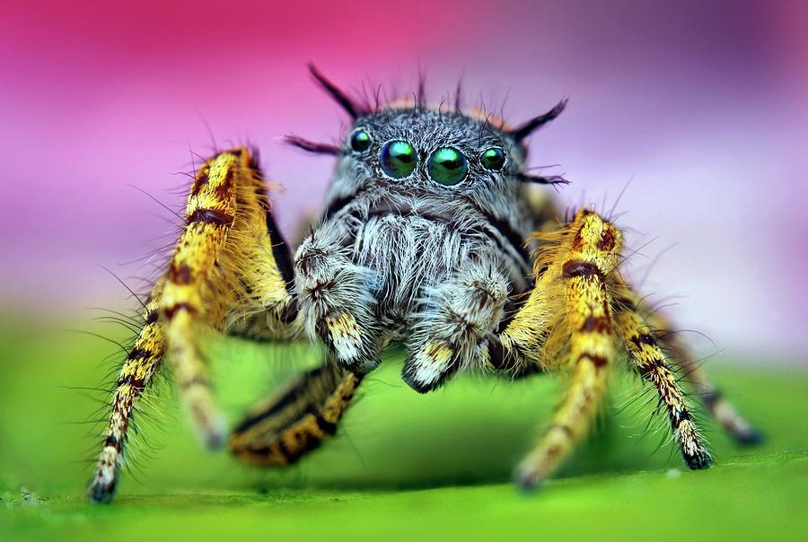 Jumping Spider #5 Photograph by Thomas Shahan/science Photo Library