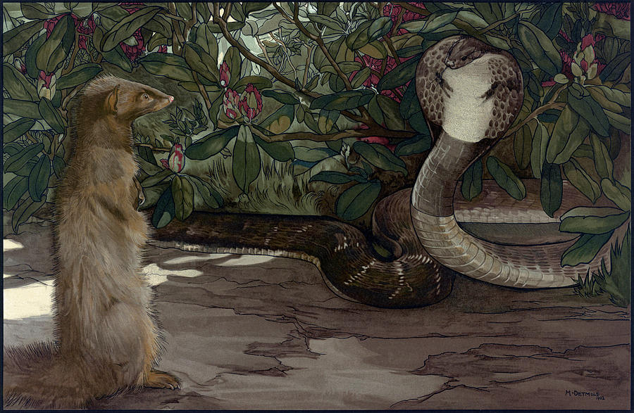 Jungle Book Rikki-Tikki, 1903 Drawing by Edward and Maurice Detmold