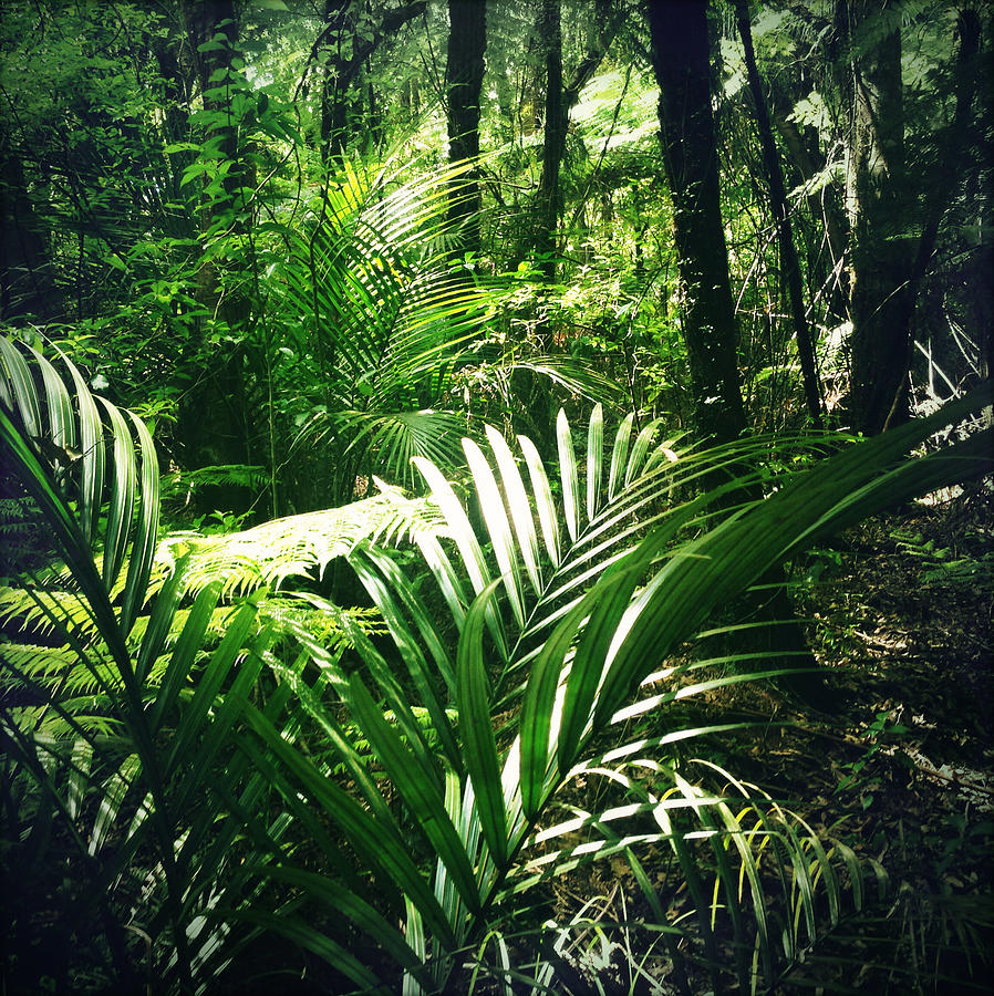 Jungle Leaves Photograph by Les Cunliffe