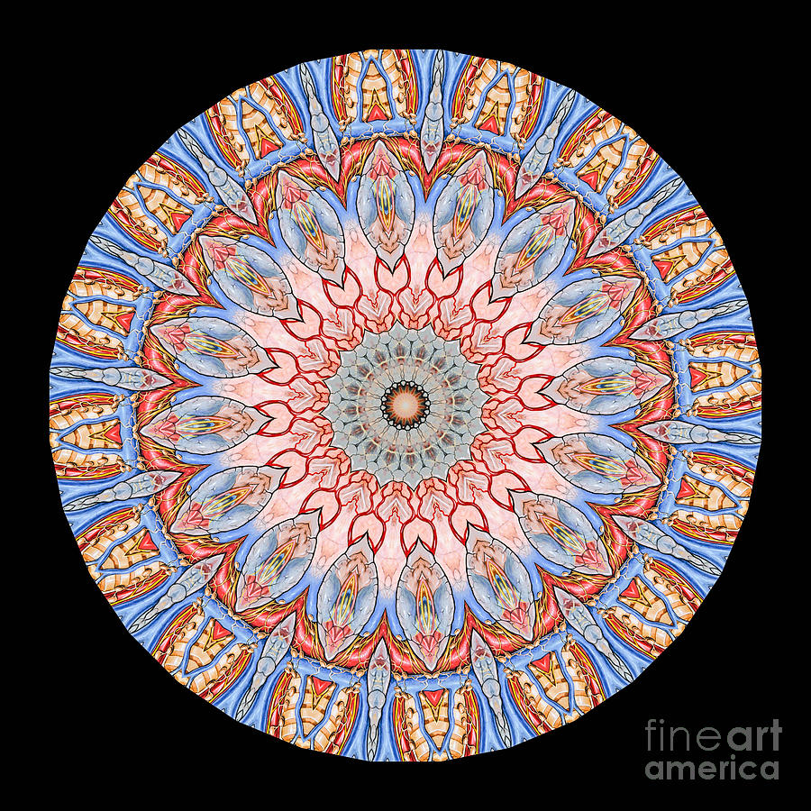 Abstract Photograph - Kaleidoscope Anatomical Illustrations Seriesi #5 by Amy Cicconi