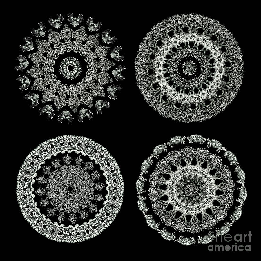 Ernst Haeckel Photograph - Kaleidoscope Ernst Haeckl Sea Life Series Black and White Set 2  #5 by Amy Cicconi