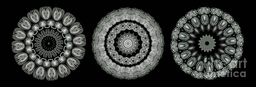Ernst Haeckel Photograph - Kaleidoscope Ernst Haeckl Sea Life Series Black and White Set On #5 by Amy Cicconi