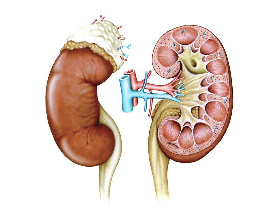 Kidney #5 Photograph by Asklepios Medical Atlas