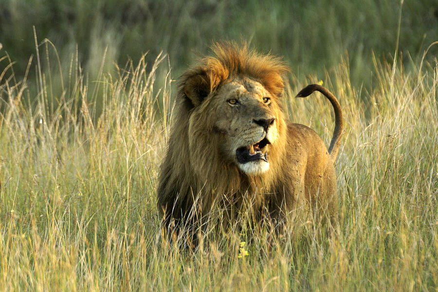 King of the Savanna #4 Photograph by Michele Burgess