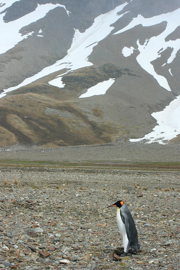 King Penguin #5 Photograph by Amanda Stadther