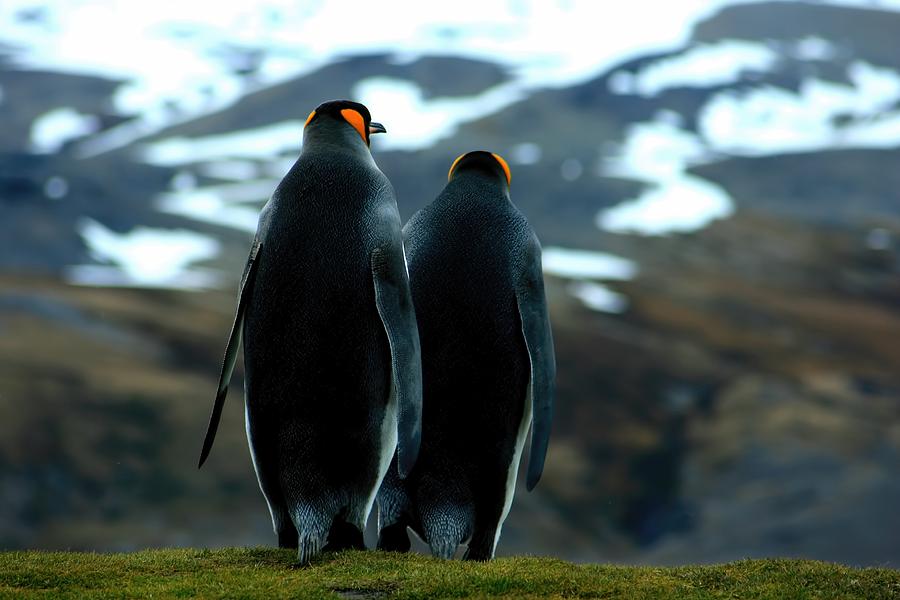 King Penguins #1 Photograph by Amanda Stadther