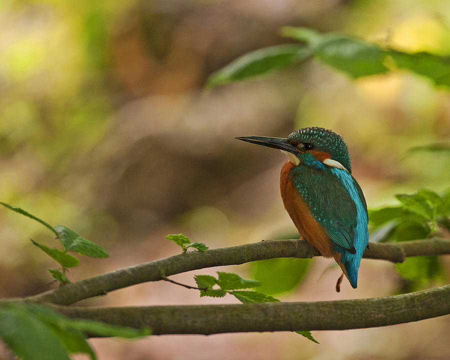 Kingfisher #5 Photograph by Paul Scoullar