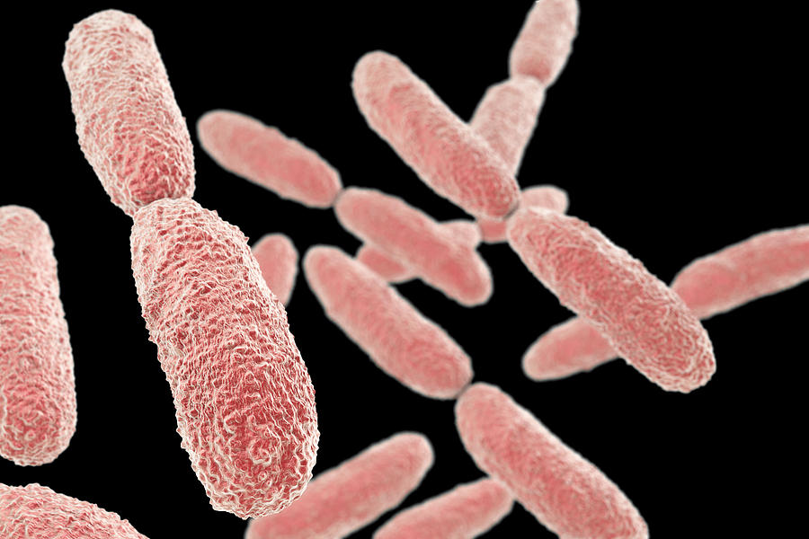 Klebsiella Pneumoniae Bacteria #5 Photograph by Kateryna Kon/science Photo Library