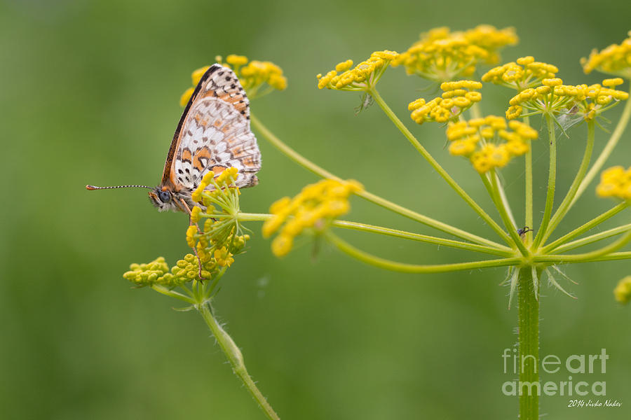 Knapweed Fritillary Butterfly #5 Photograph by Jivko Nakev