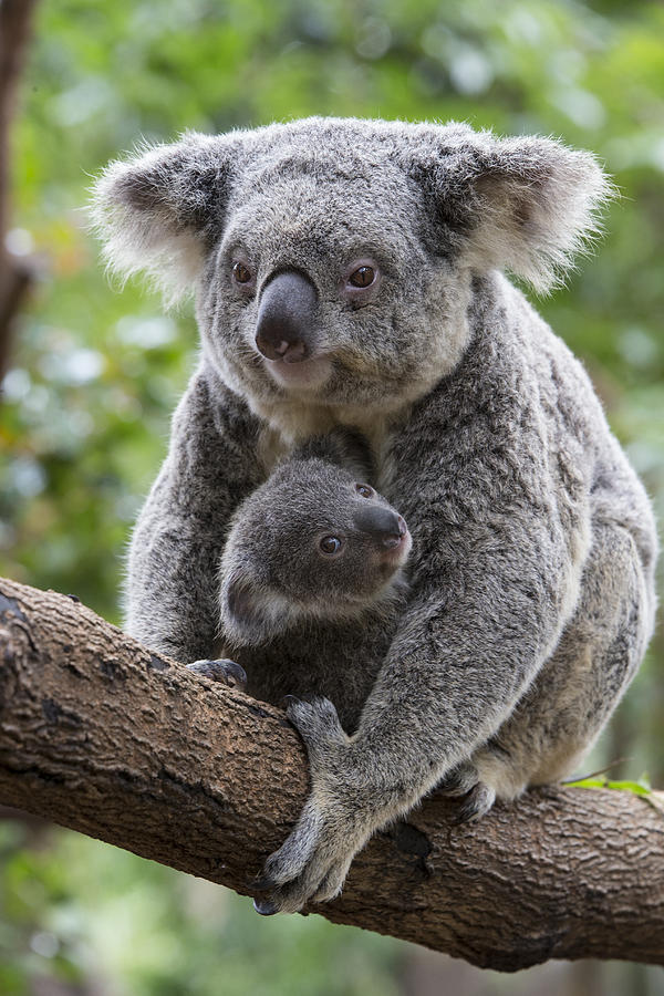 Koala Mother And Joey Australia #5 Photograph by Suzi Eszterhas