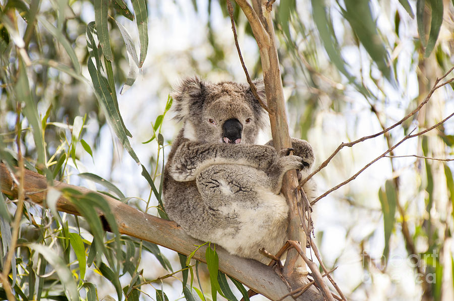Nature Photograph - Koala #5 by THP Creative