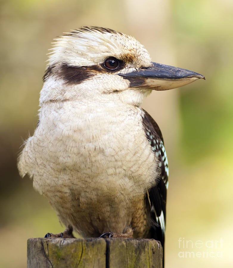 Kingfisher Photograph - Kookaburra #5 by THP Creative