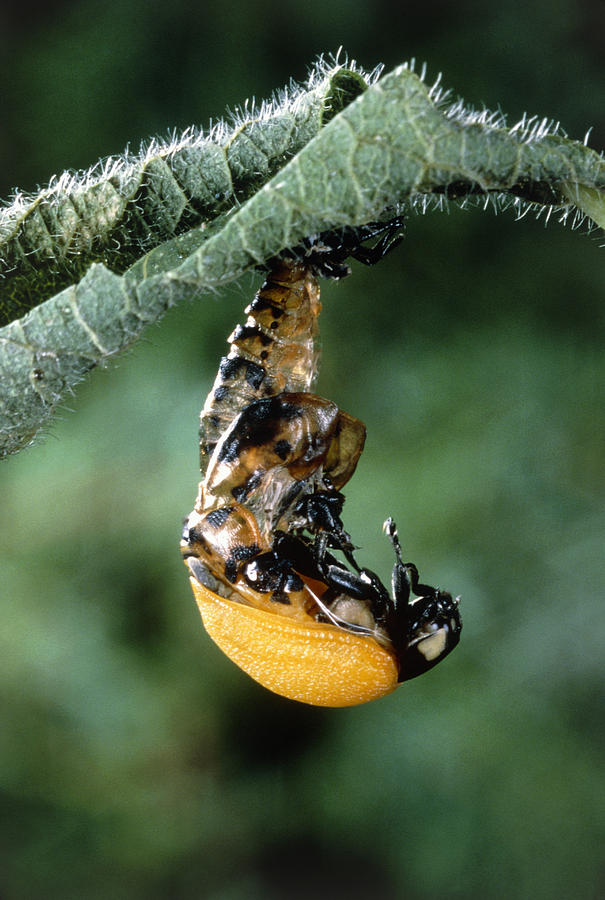 Ladybird Beetle #5 Photograph by Perennou Nuridsany