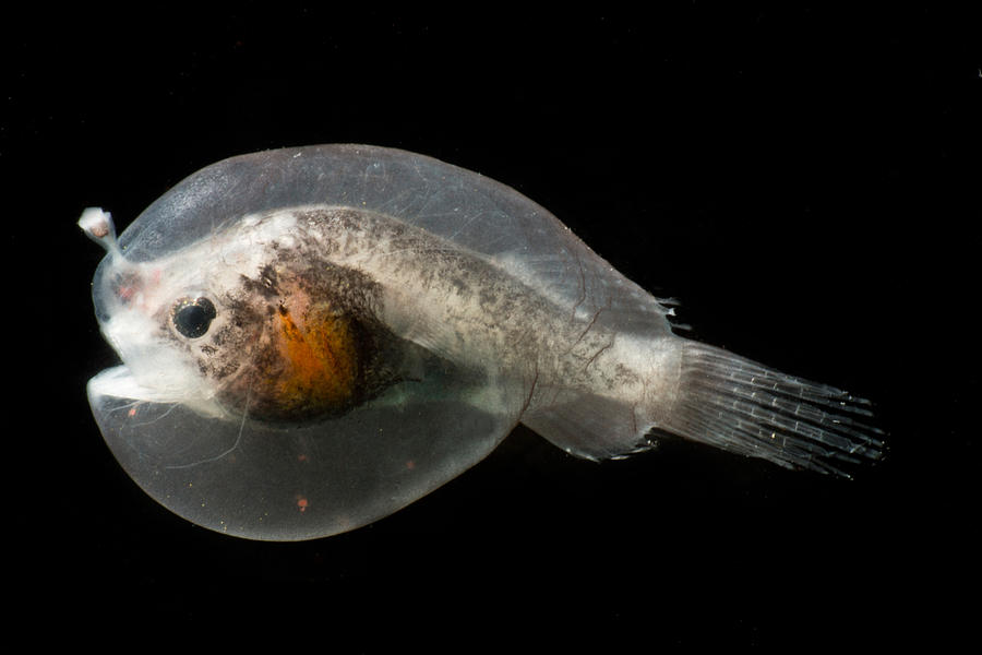 Larval Female Anglerfish, Oneirodidae Photograph by Danté Fenolio | Pixels