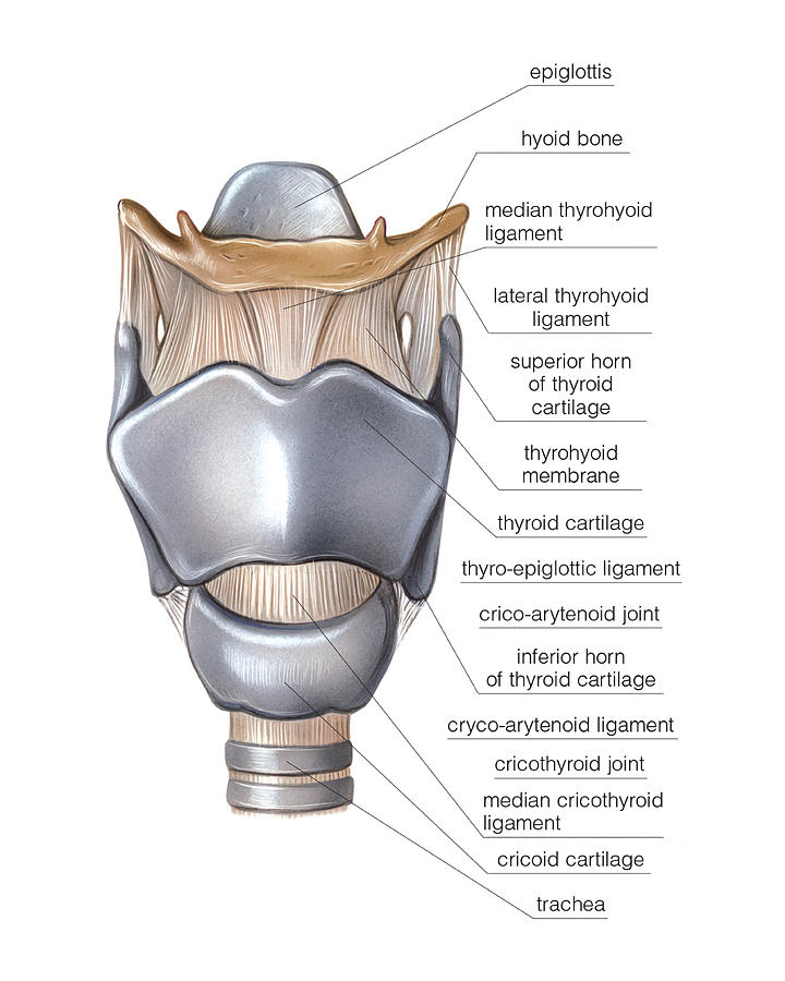 Larynx #5 Photograph by Asklepios Medical Atlas - Pixels