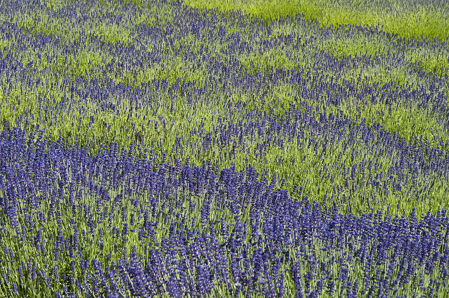 Lavendar field rows of white and purple flowers #5 Photograph by Jim Corwin