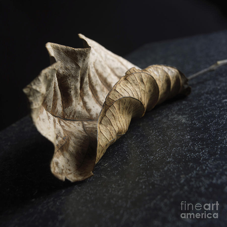 Still Life Photograph - Leaf #5 by Bernard Jaubert