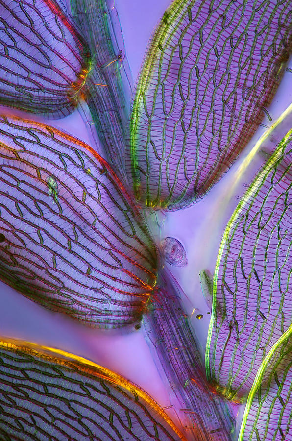 Leaf Tissue Of Sphagnum Moss, Lm #5 Photograph by Marek Mis