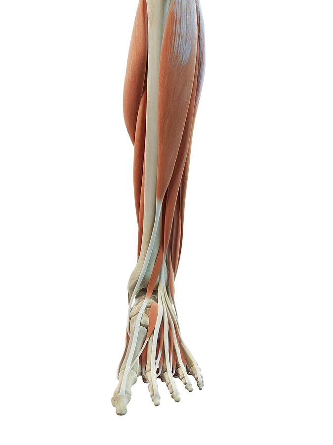 Illustration Photograph - Leg And Foot Muscles #5 by Sciepro