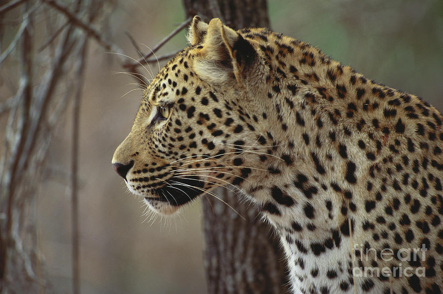 Leopard #5 Photograph by Art Wolfe