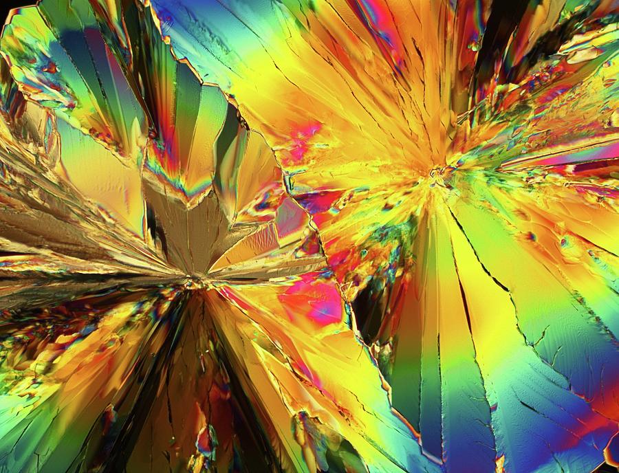 Light Micrograph Of Citric Acid Crystals #5 Photograph by Alfred Pasieka