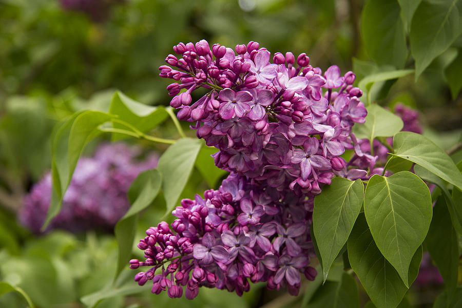 Lilac - Syringa Vulgaris Oleaceae Family Photograph by Anna Calvert